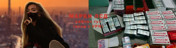 индика Новодвинск