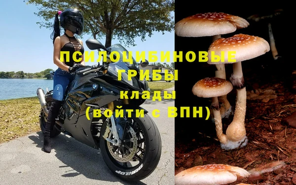 индика Новодвинск