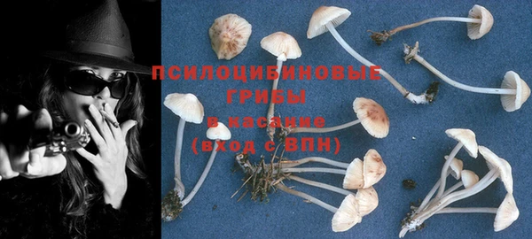 индика Новодвинск